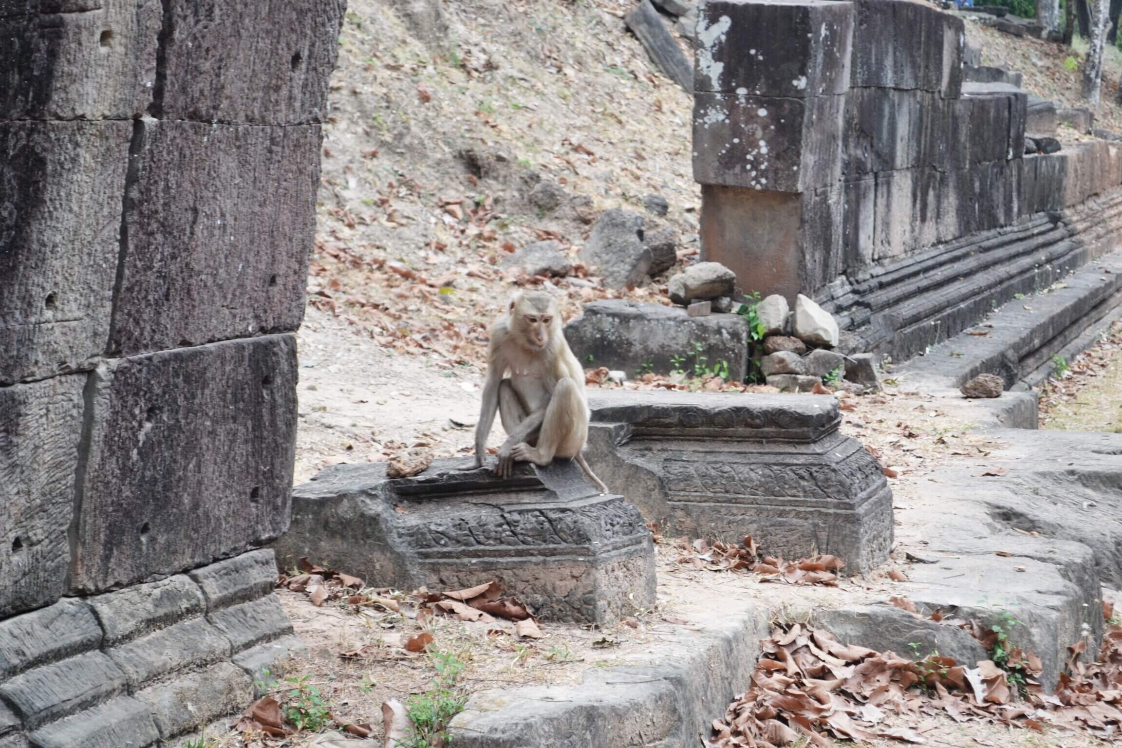 image of monkey in Angkor wat in Cambodia