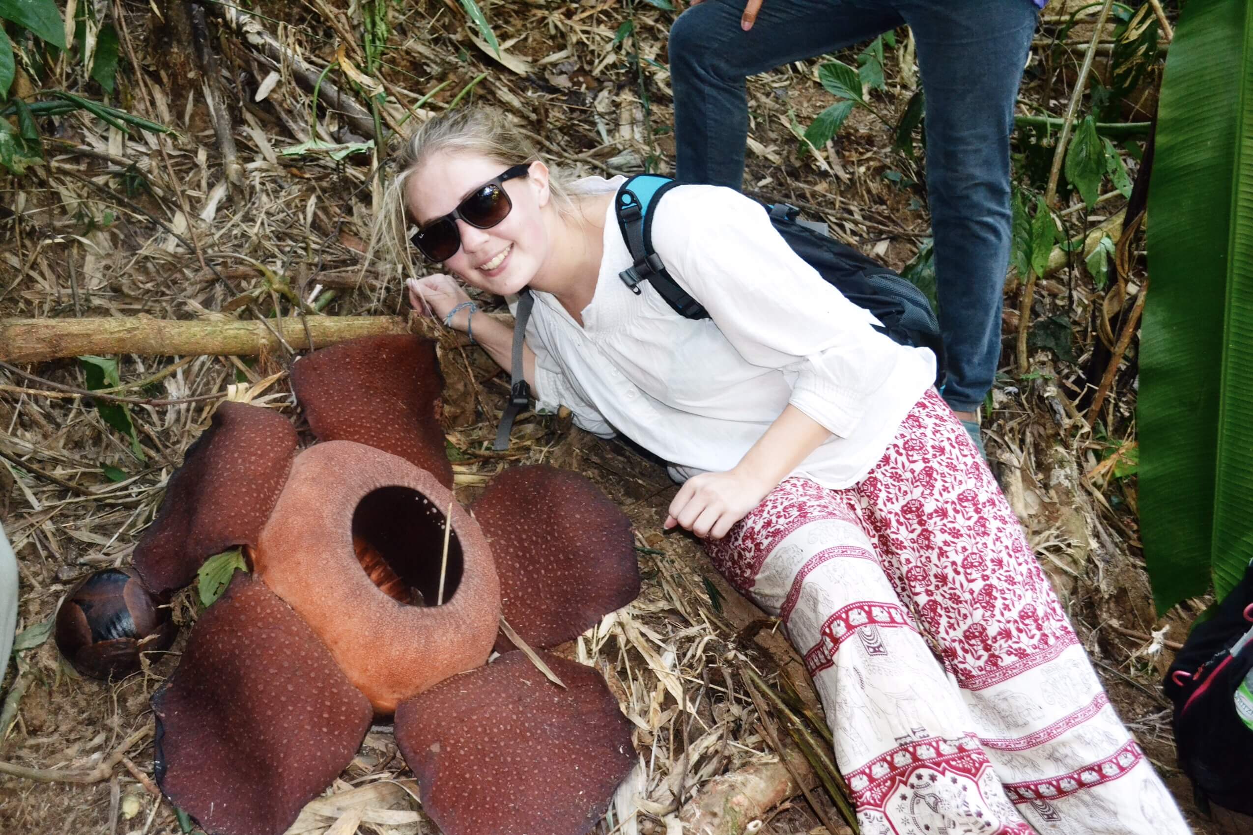 Image of Rafflesia arnoldii in Malaysia