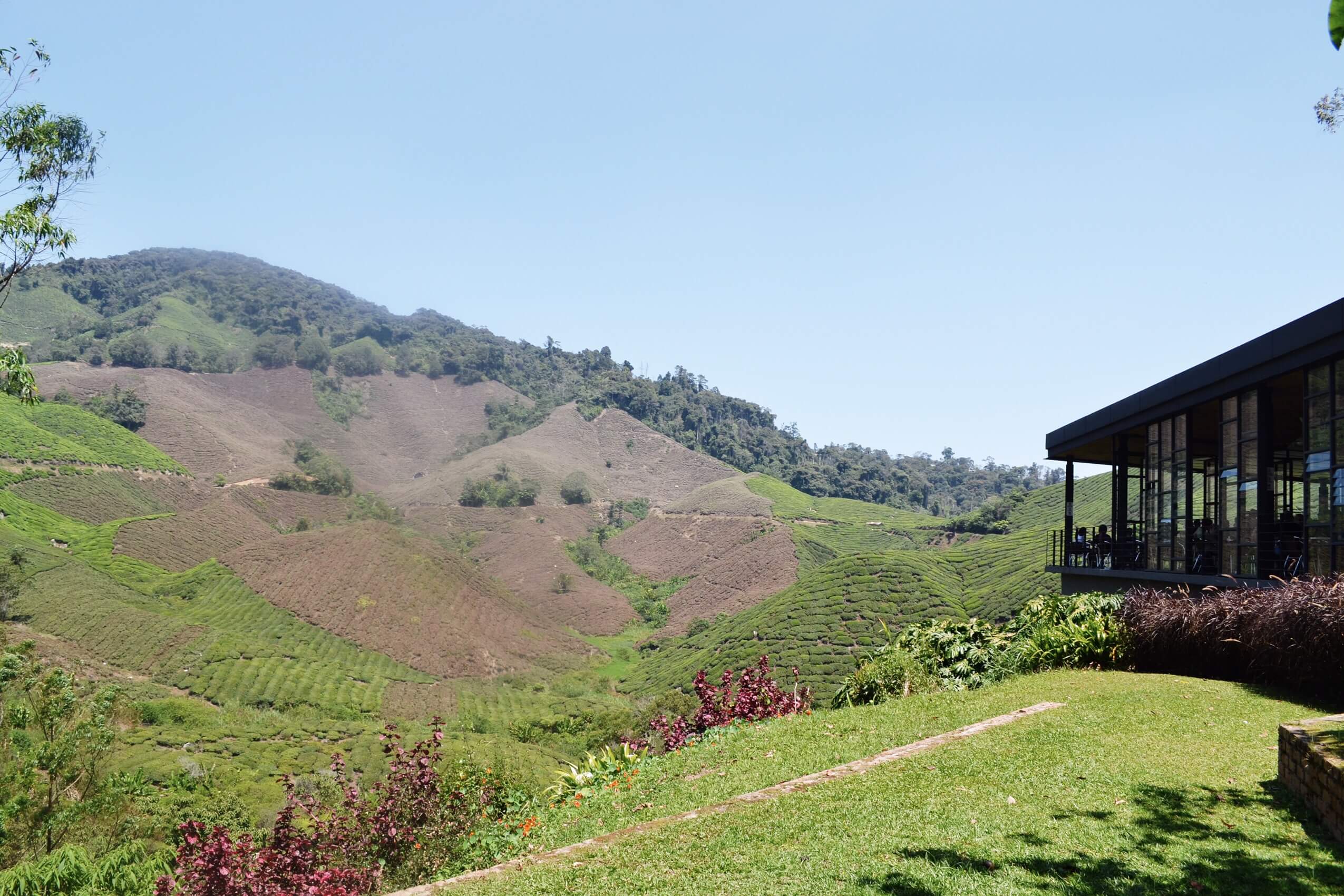 Image of Boh Tea plantation in Malaysia