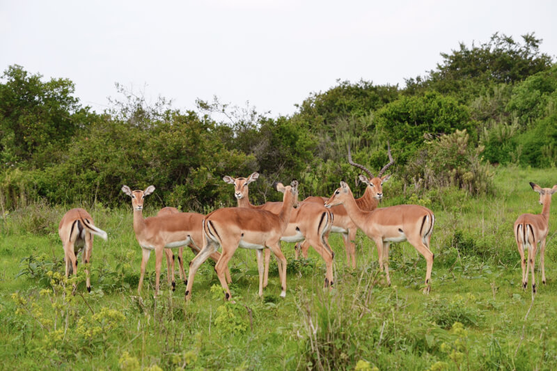 Image of Impala in Nairobi National Park