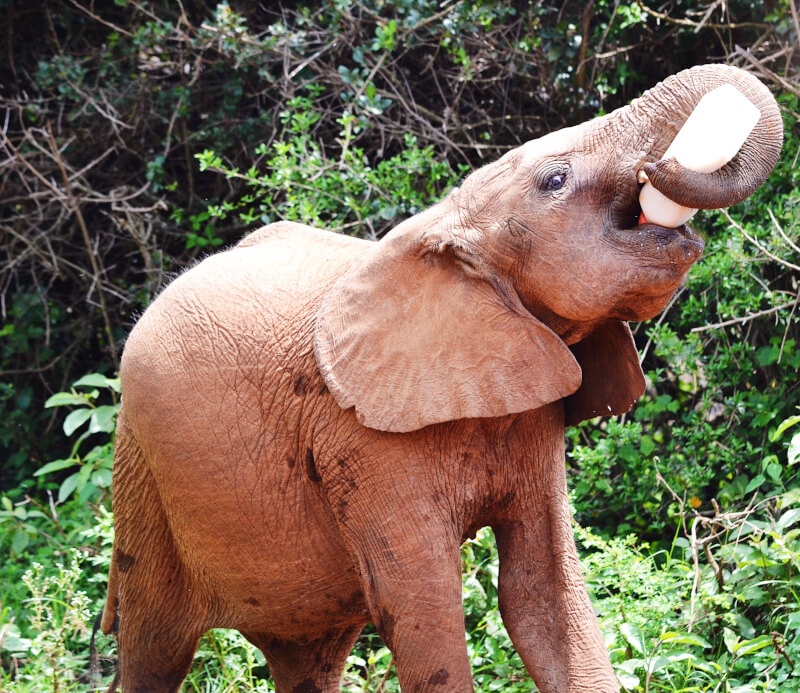 Image of Elephant calf feeding in Nairobi 