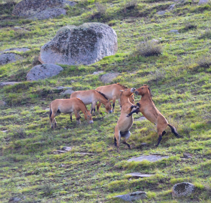 Picture of the wildlife Przewalski's Horses stallions fighting in Mongolia