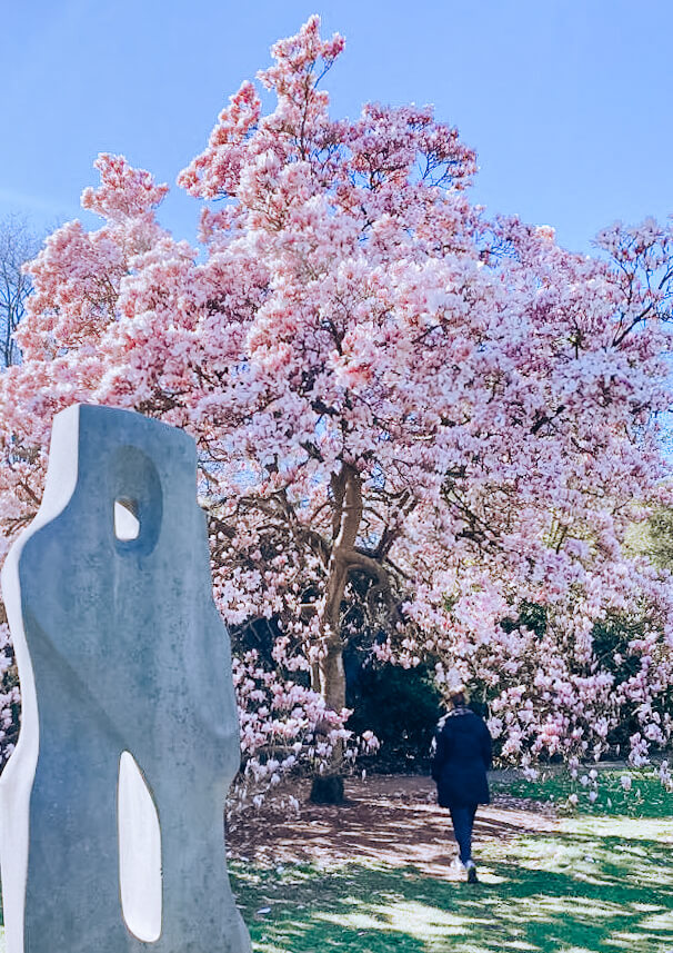 image of hamstead heath magnolia in spring
