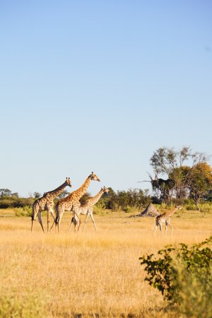 image of a journey of giraffes in the Okavango Delta
