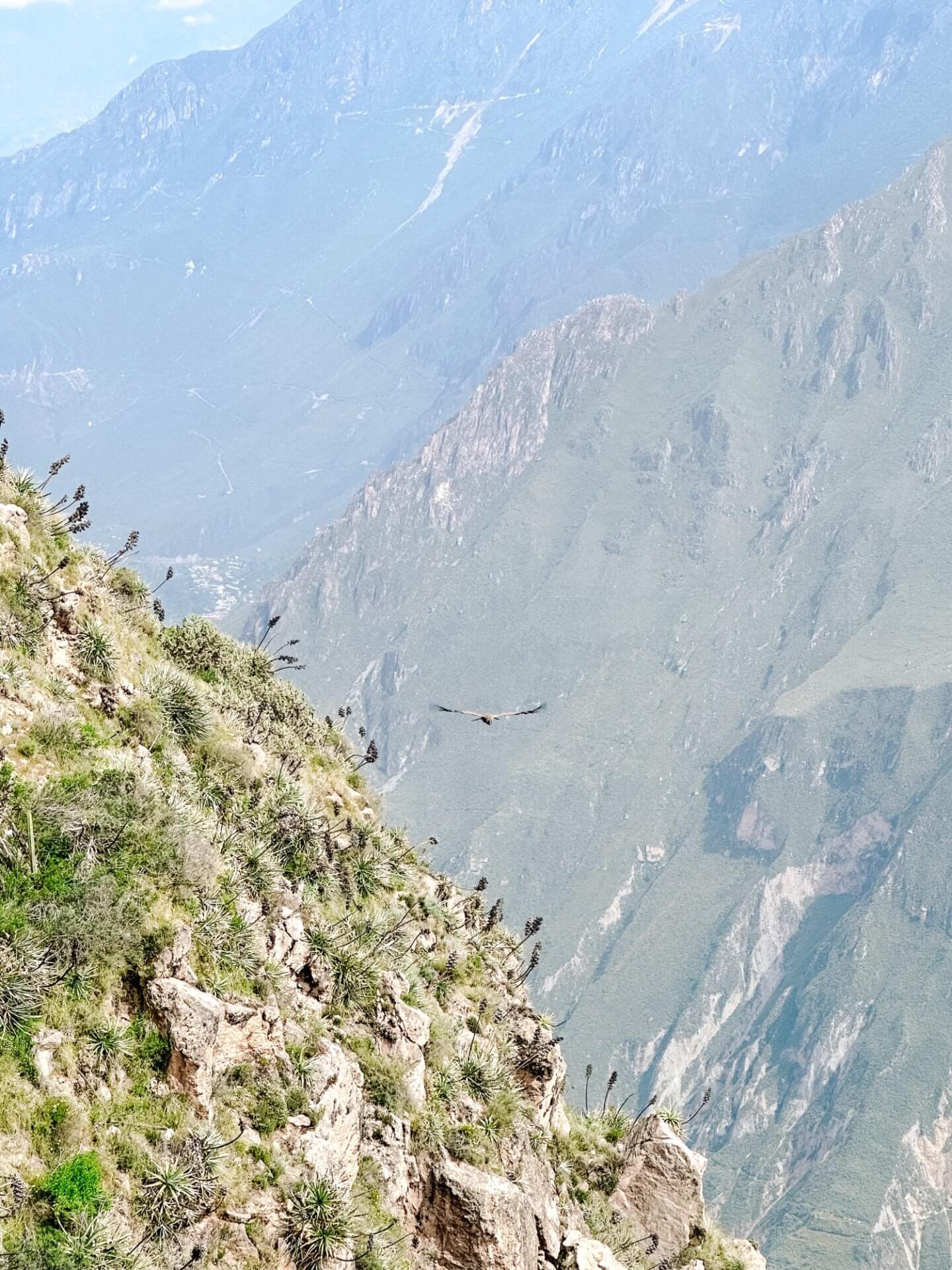 Image of a condor flying over the Colca Canyon in Peru