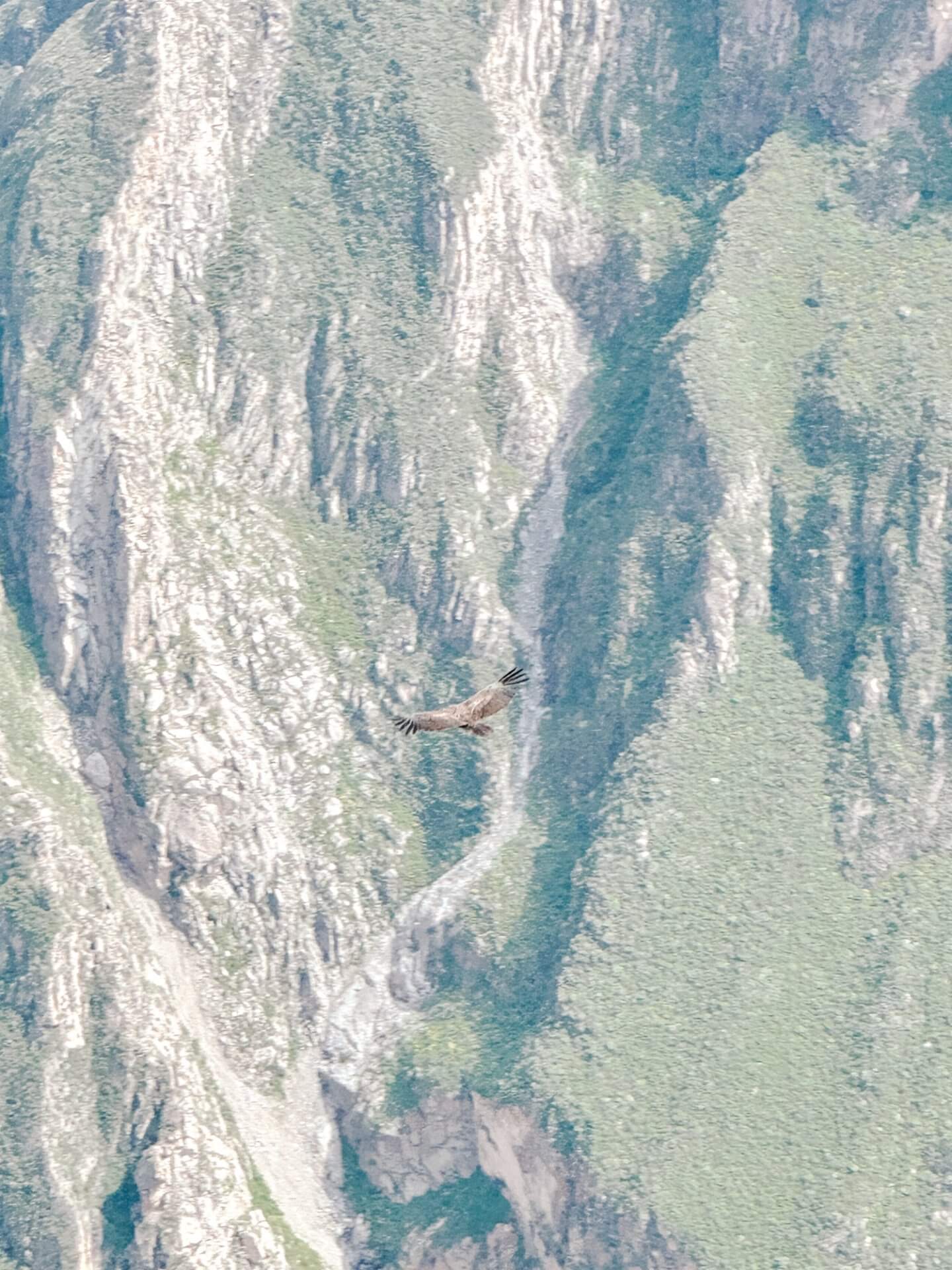 image of a condor flying over the Colca Canyon in Peru