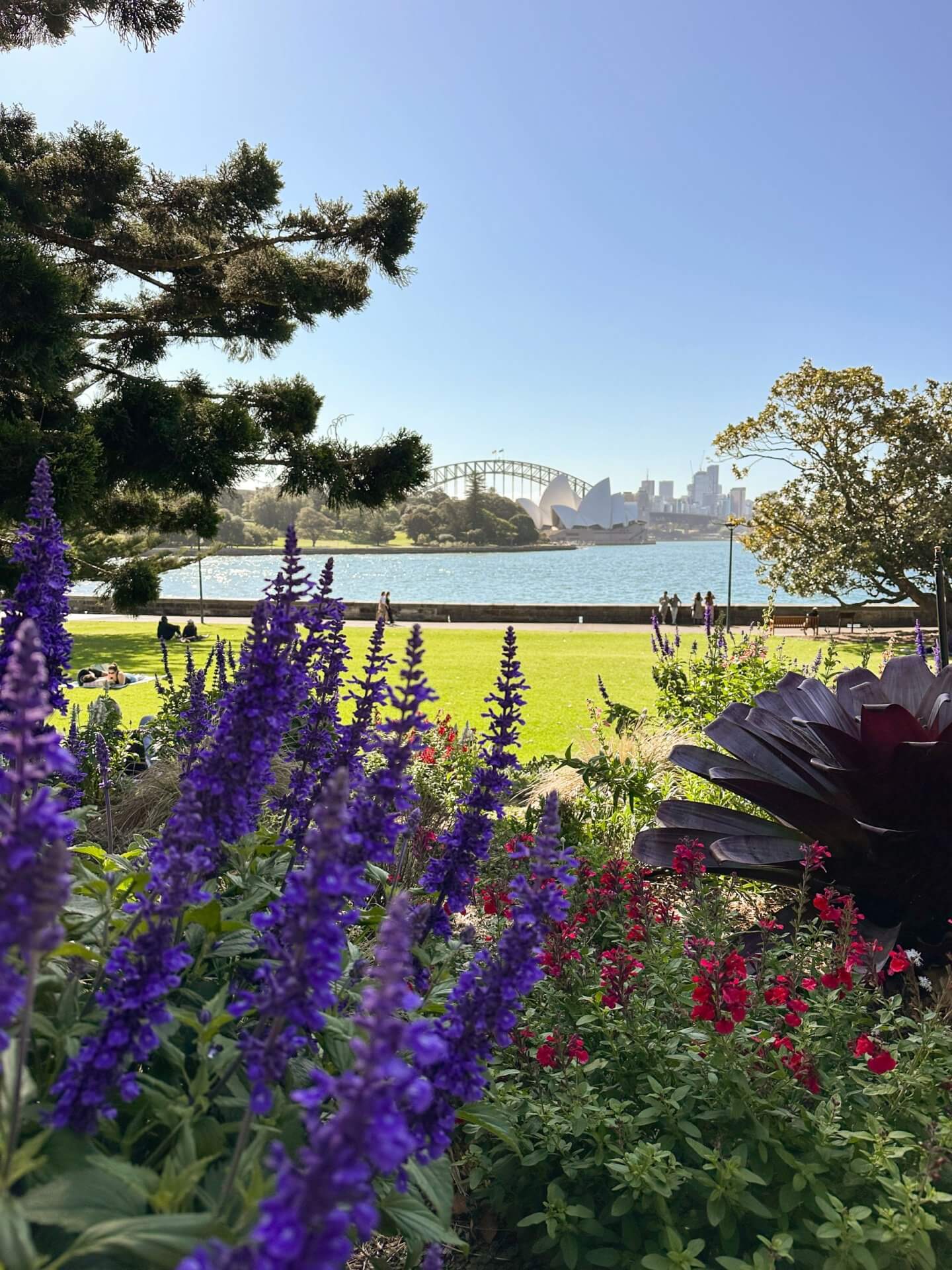 Image of the view of Sydney Harbour from Botanical Gardens - free fun things in Sydney