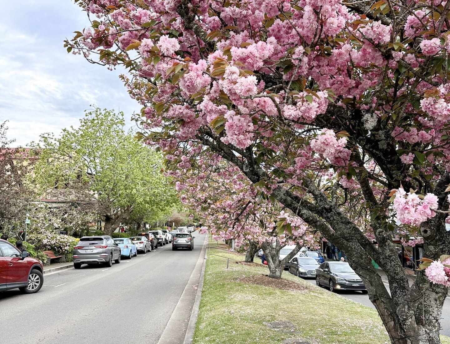 Image of cherry blossom trees in Leura on a Blue Mountains trip from Sydney