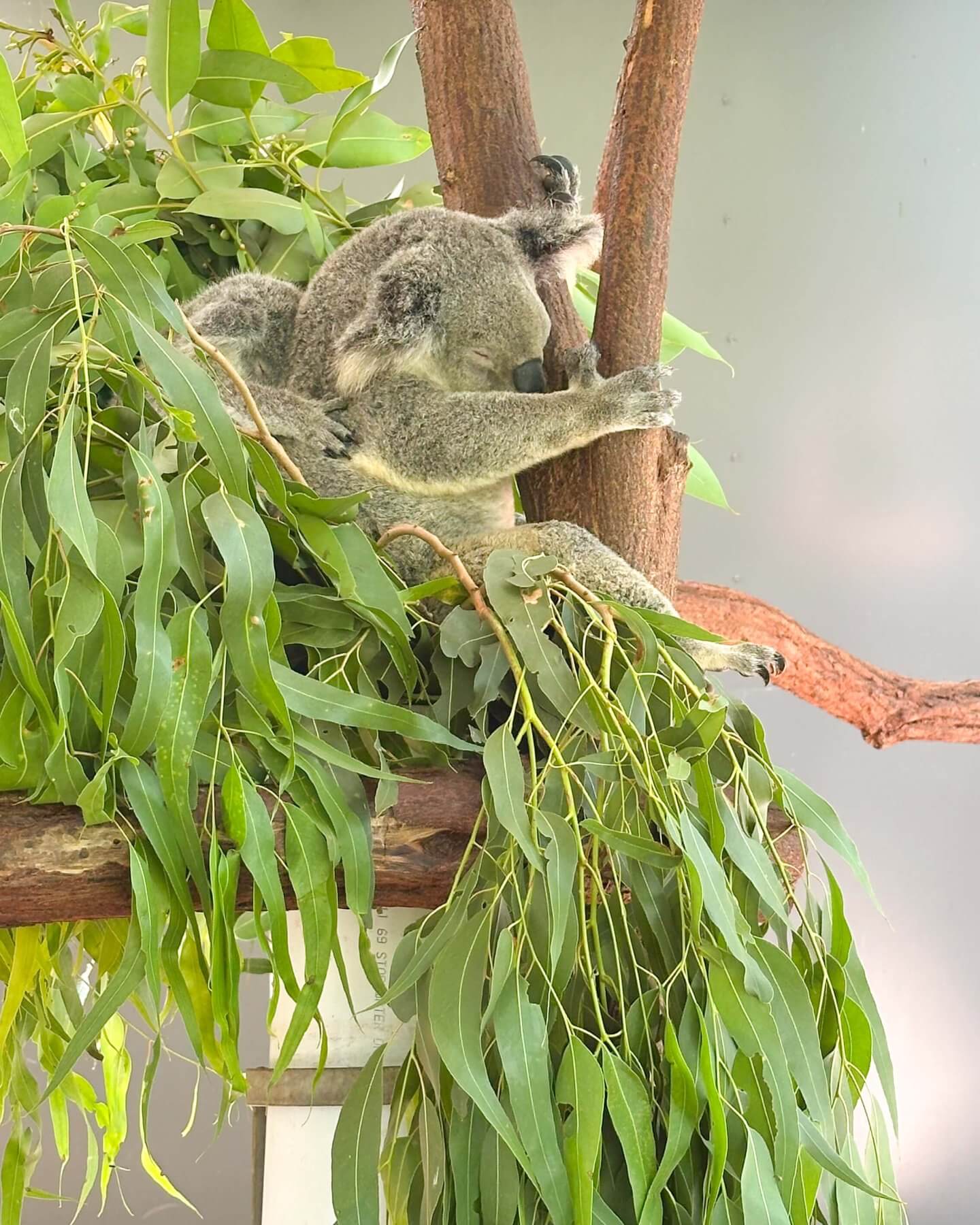 image of two koala's asleep at Kuranda Koala Gardens