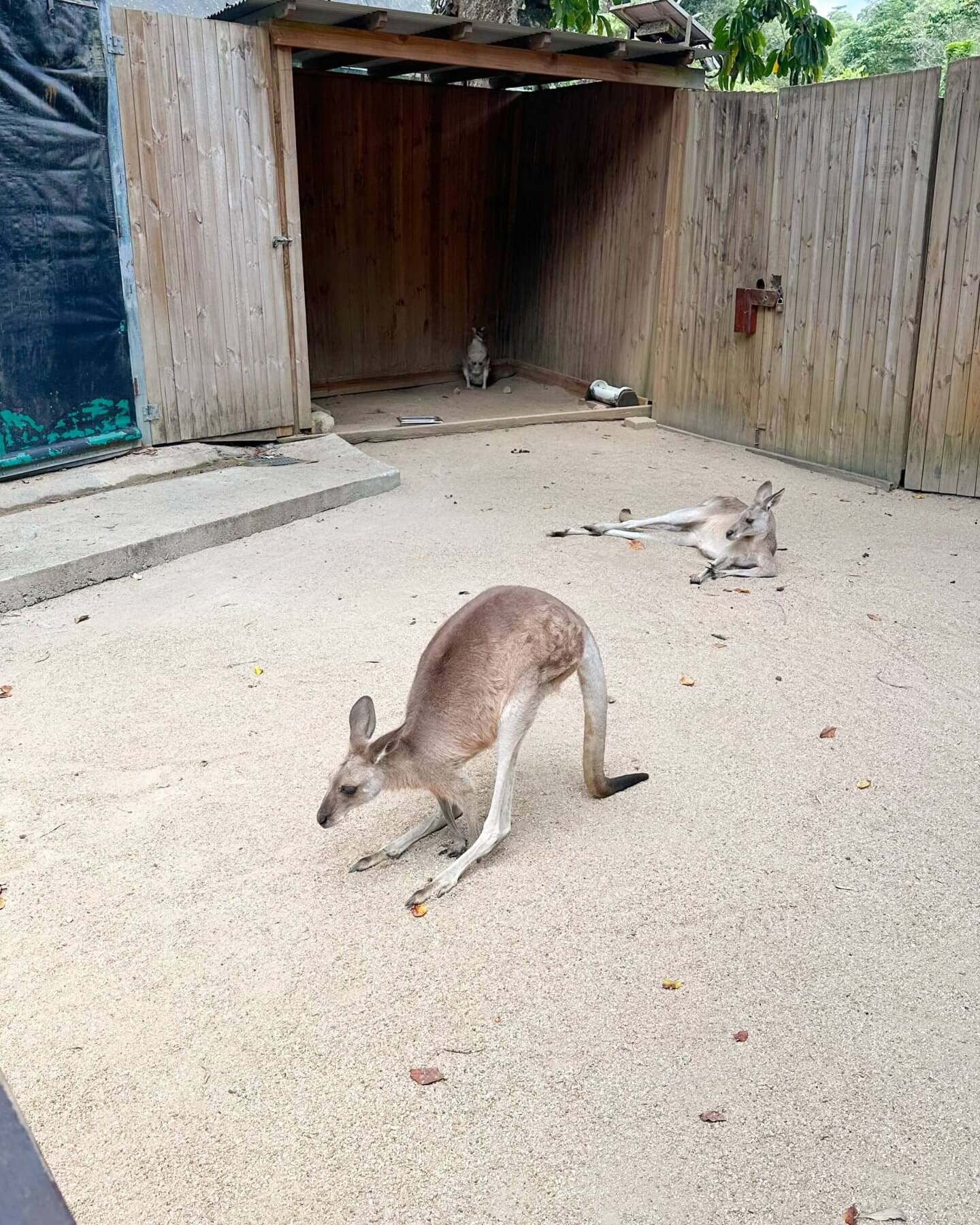 image of wallabies sitting down in Kuranda Koala Gardens