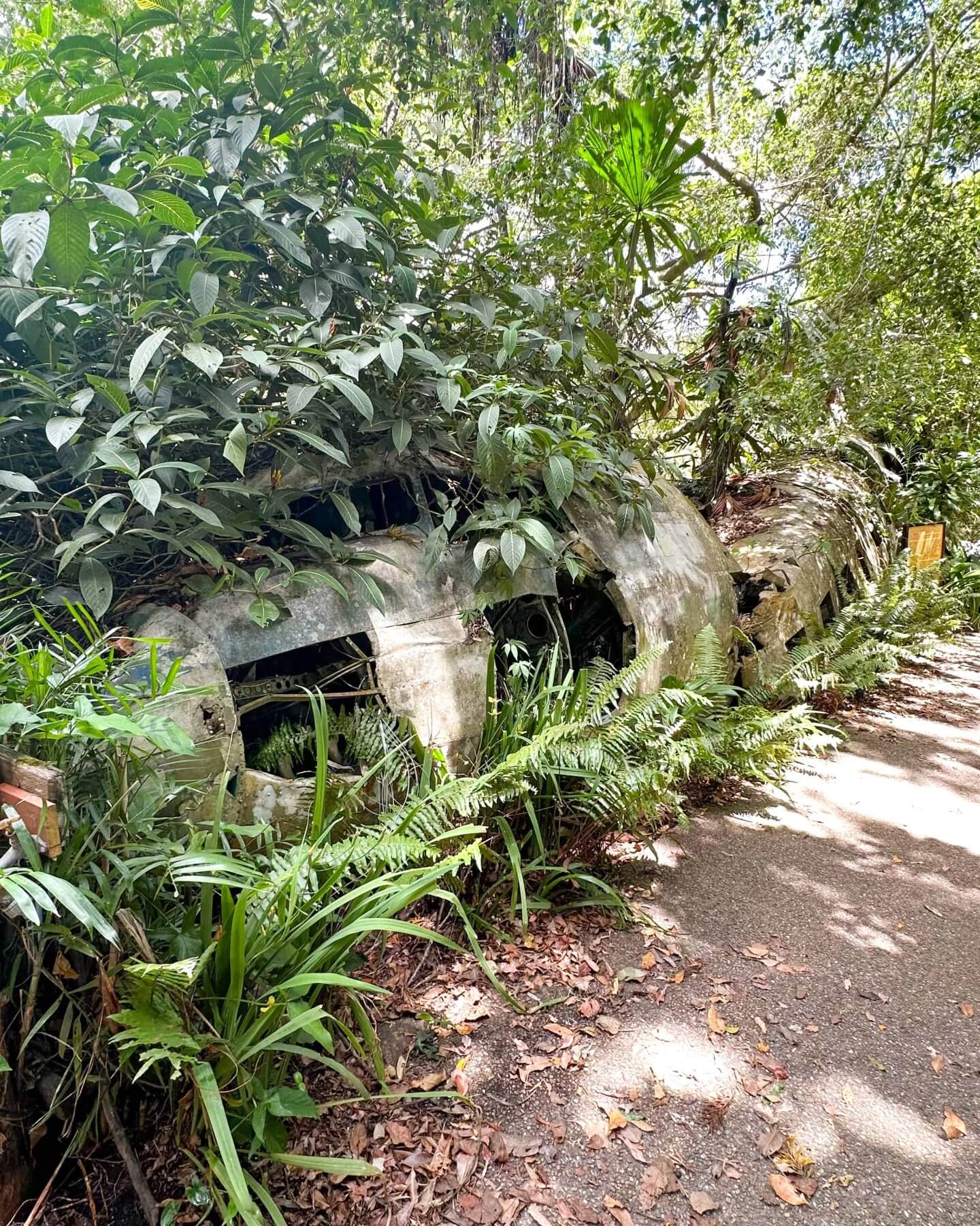 image of the C-47 plane wreckage in Kuranda with vines weaving through it