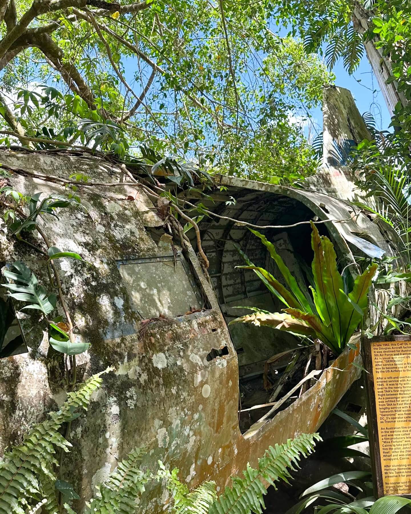 image of the C-47 plane wreckage in Kuranda with vines weaving through it