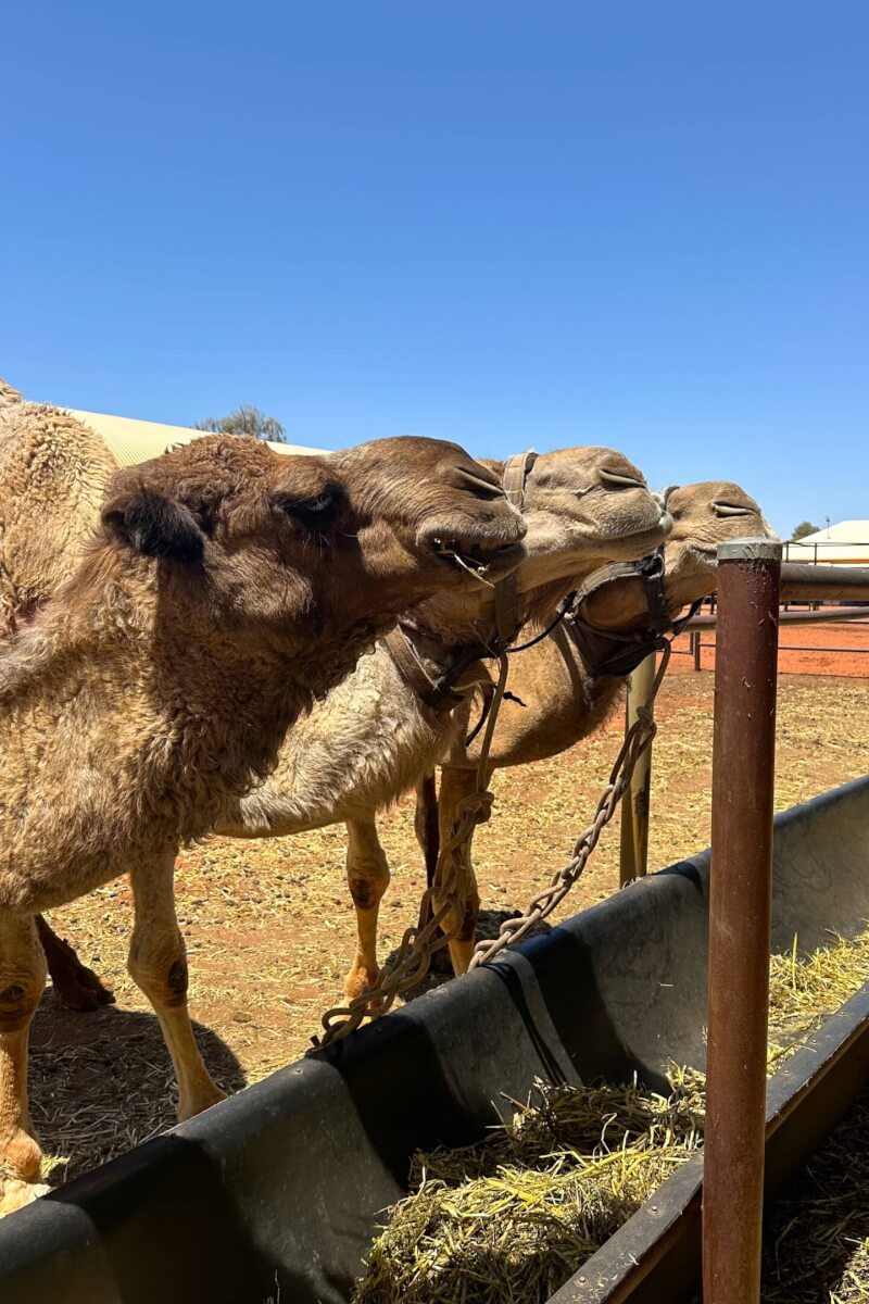 image of three camels lined up at the camel farm at Ayers Rock Resort