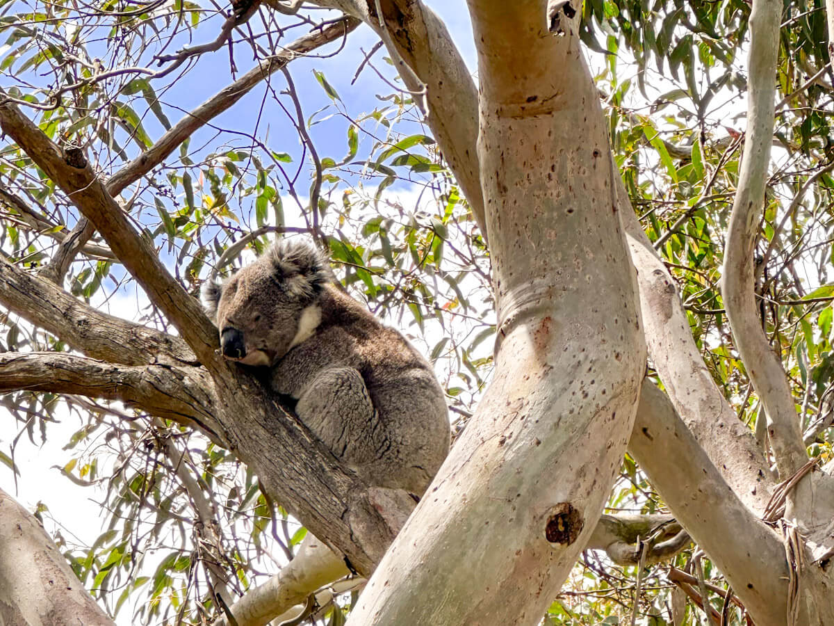 a koala sitting in a eucalyptus tree near Johanna on the Great Ocean Road. They are curled up and lying against a branch