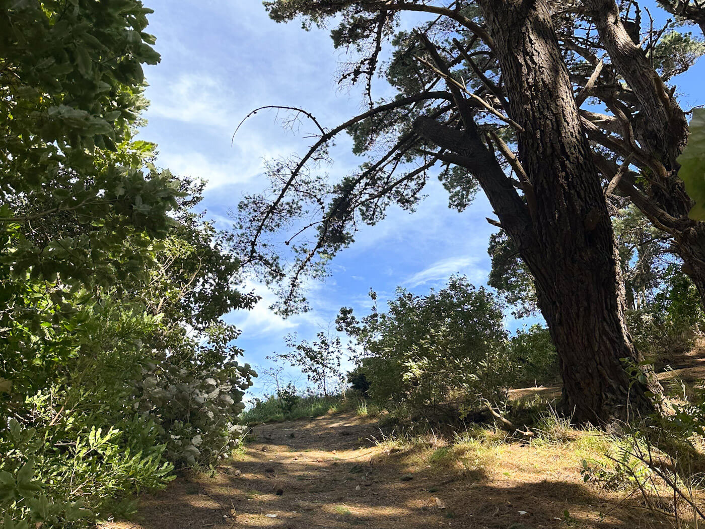 A view from a low angle looking up a wooded slope on Mount Victoria in Wellington, New Zealand. This is the exact filming location where the Black Rider stood on the ridge while searching for the Hobbits hidden below