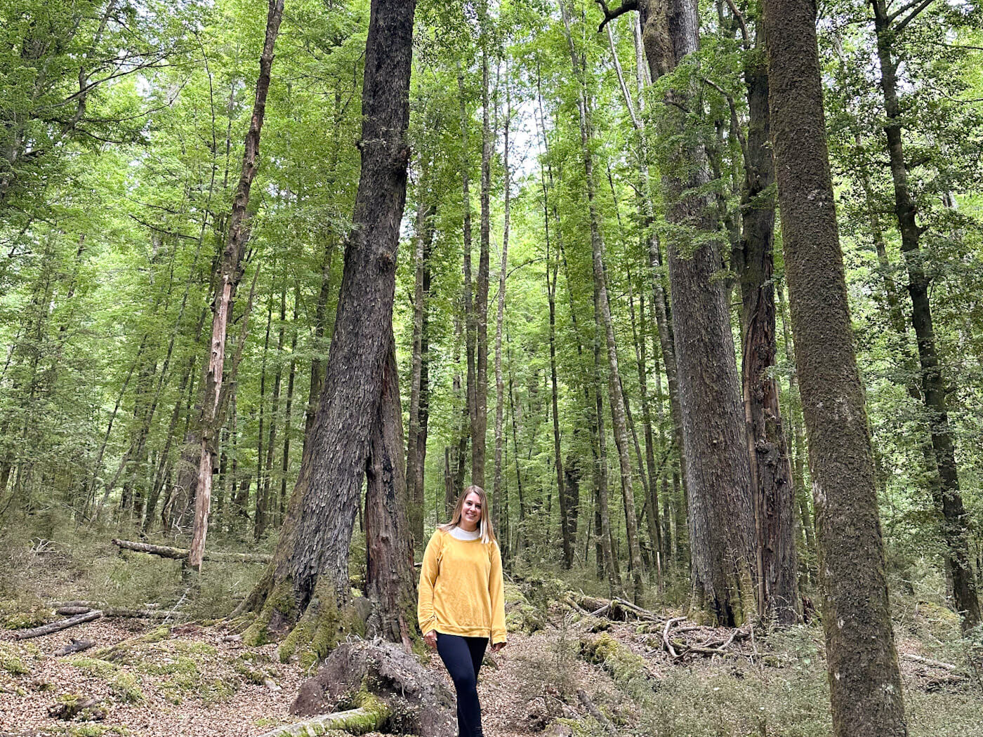 A traveler in a yellow sweater stands among the massive, moss-covered beech trees of Paradise, Glenorchyโthe ethereal filming location for the forest of Lothlรณrien in The Lord of the Rings