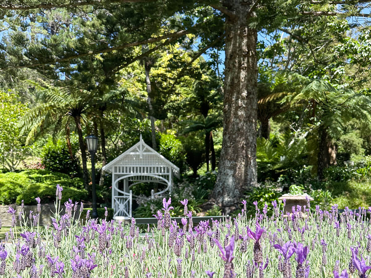A charming, historic white wooden gazebo surrounded by purple lavender and lush greenery in the Wellington Botanic Garden. Exploring these peaceful gardens is a highlight of what to do in Wellington during the spring and summer.