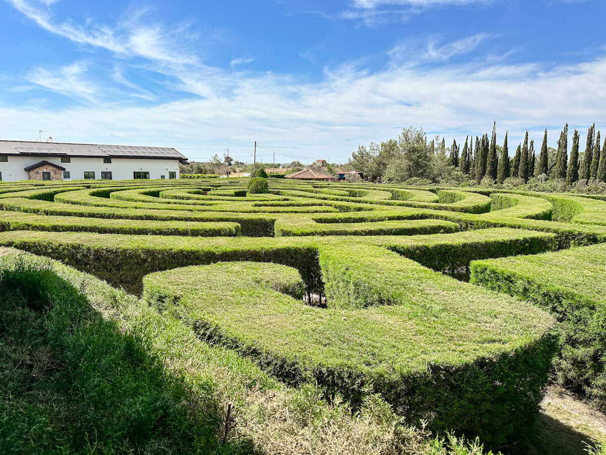 A sprawling, vibrant green hedge maze at CyHerbia Botanical Park, with a white building in the background under a blue sky, showcasing unique things to do when you visit Ayia Napa.