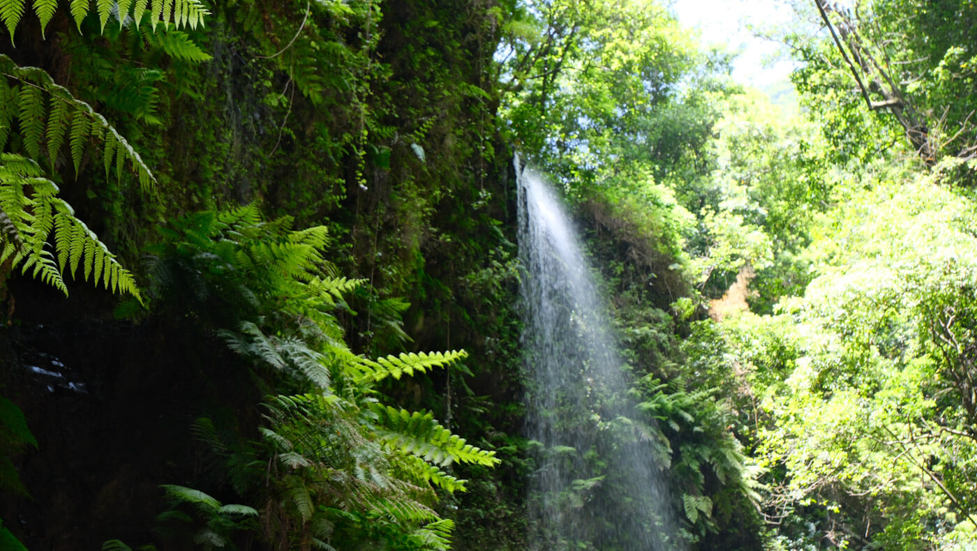 A delicate waterfall cascading down a sheer rock face covered in lush green ferns within the ancient laurisilva forest at Los Tilos Biosphere Reserve, highlighting nature walks as one of the top things to do in La Palma.