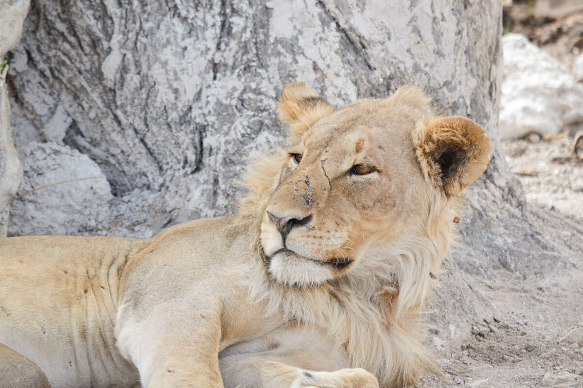 A young male lion resting in the shade of a pale, textured tree trunk in Etosha National Park, Namibia.
