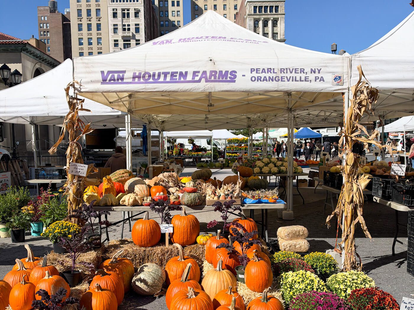 Van Houten Farms market stand at an outdoor greenmarket filled with pumpkins, gourds, dried corn stalks, and chrysanthemums.